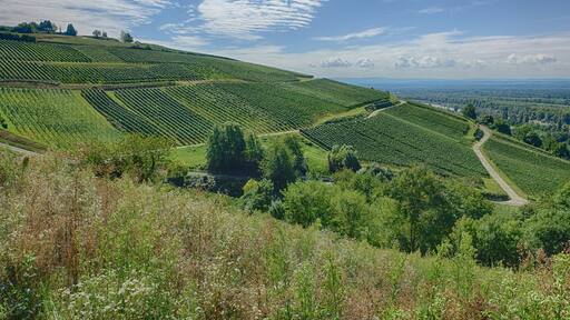 Efringen-Kirchen bei Kleinkems , Landschaft geprägt durch Weinanbau