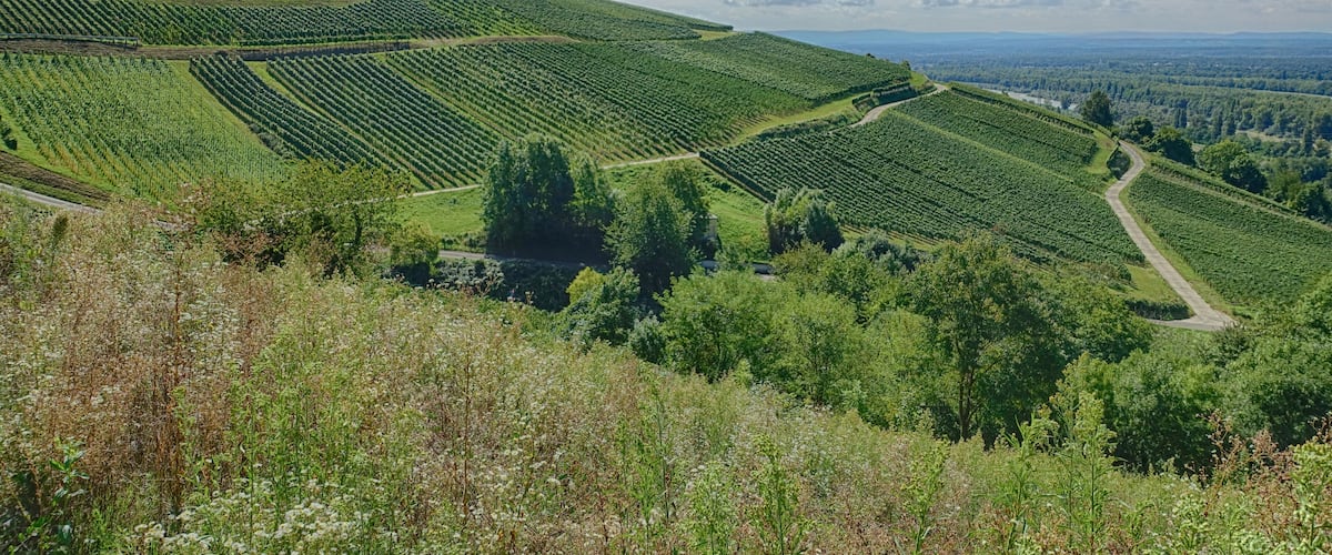 A vineyard with rows of grapevines on rolling hills under a clear sky.