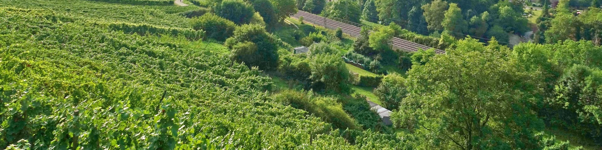 A town nestled in a valley with vineyards and a castle on a hill.