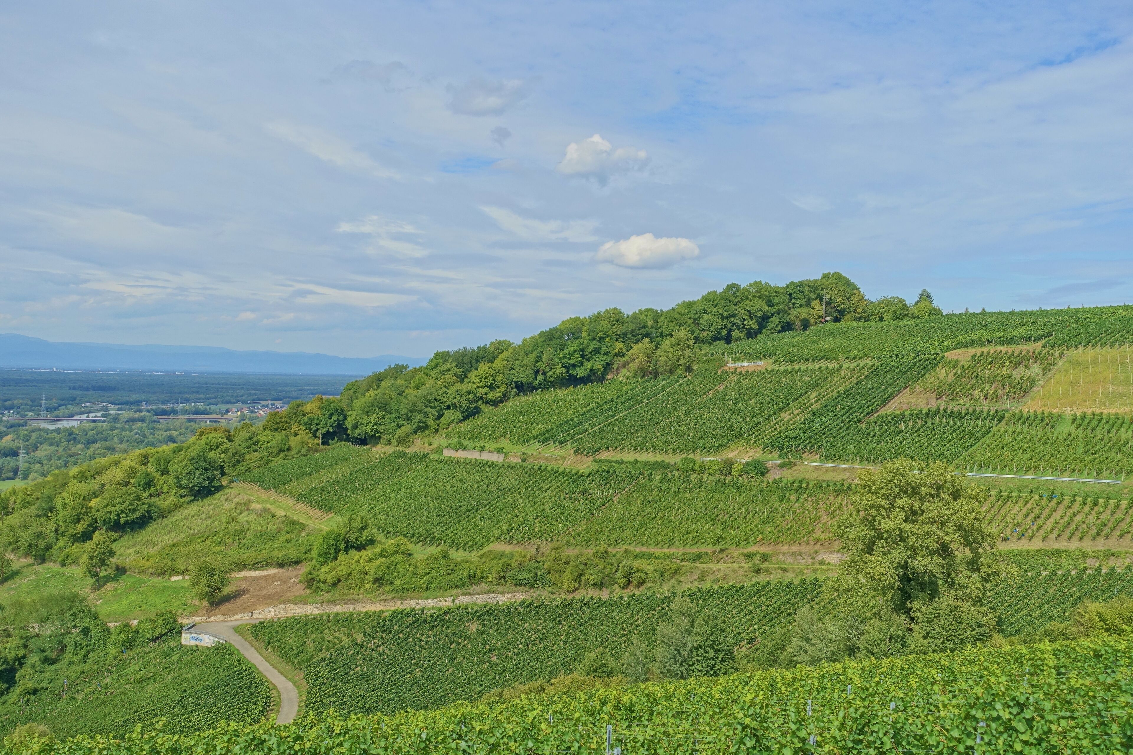 Efringen-Kirchen bei Kleinkems , Landschaft geprägt durch Weinanbau