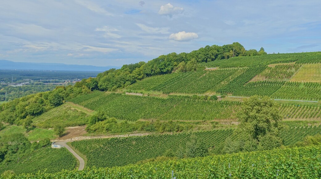Efringen-Kirchen bei Kleinkems , Landschaft geprรคgt durch Weinanbau