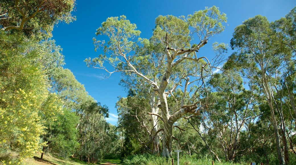 Jacob\'s Creek Vineyards showing tranquil scenes