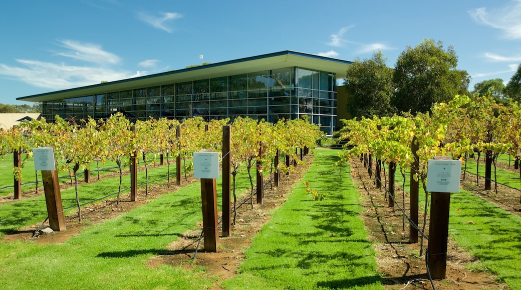 Jacob\'s Creek Vineyards showing farmland