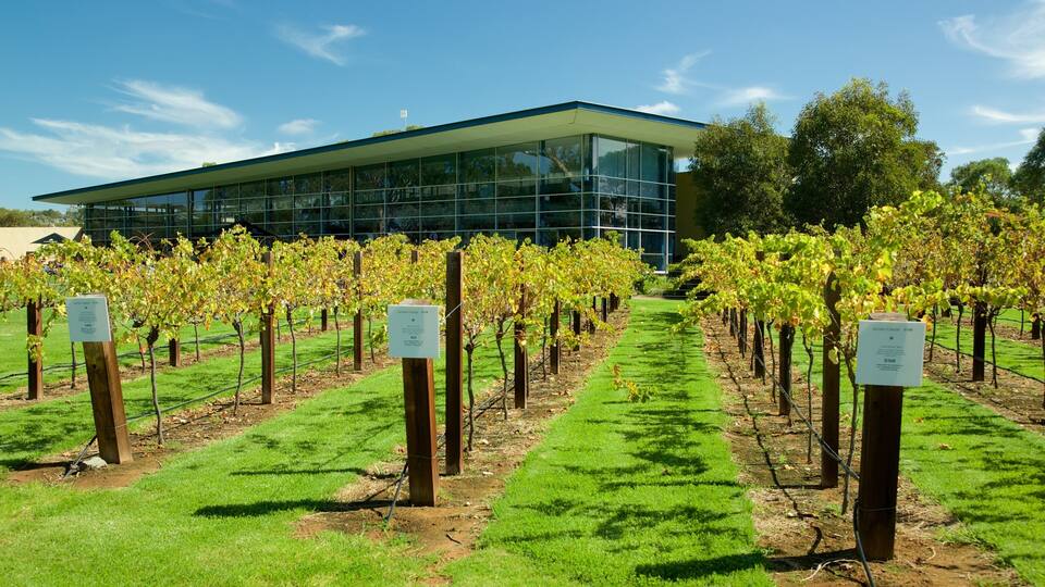 A vineyard with rows of grapevines in front of a modern building.