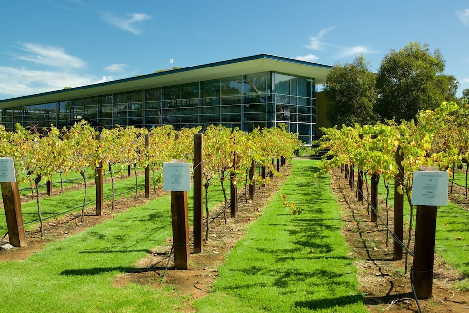 A vineyard with rows of grapevines in front of a modern building.