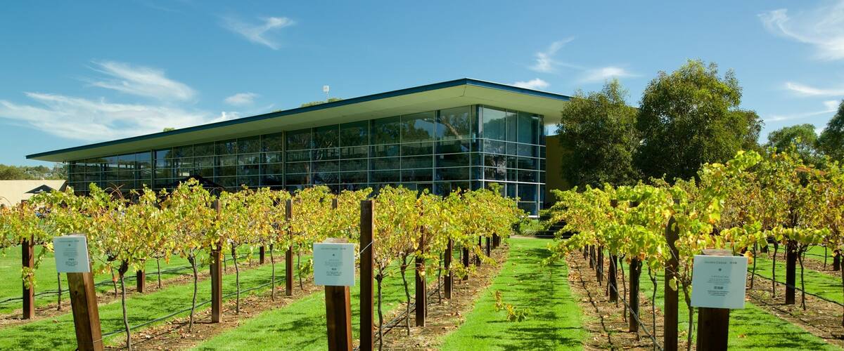 A vineyard with rows of grapevines in front of a modern building.