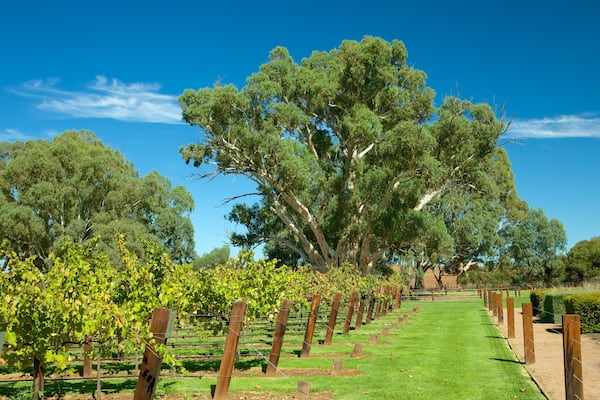 Jacob\'s Creek Vineyards