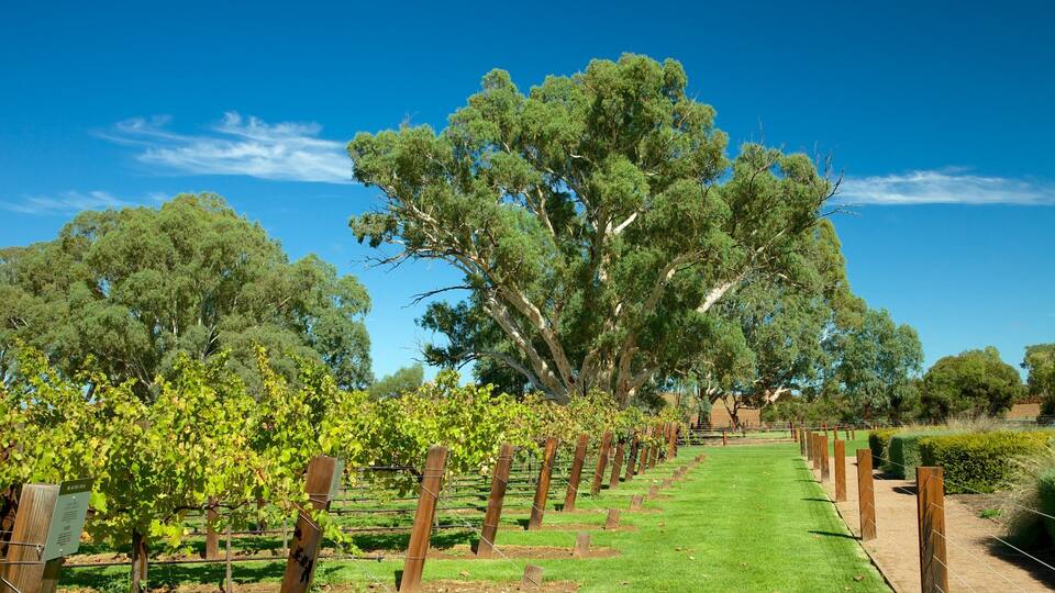 A vineyard with rows of grapevines and large trees in the background.