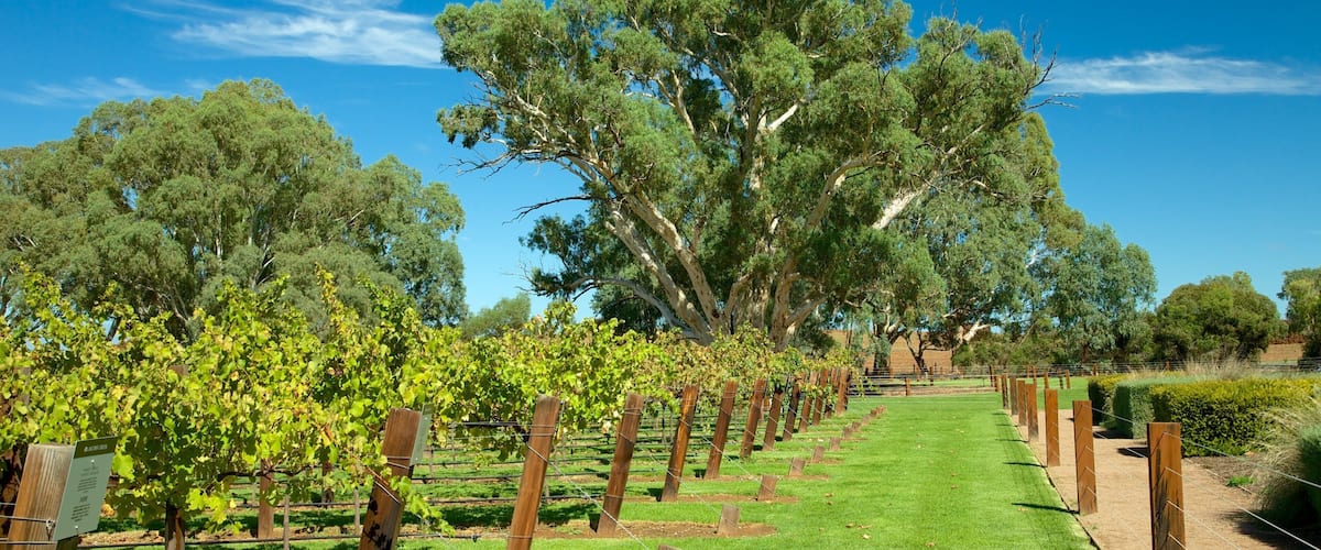 A vineyard with rows of grapevines and large trees in the background.