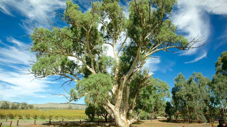 A large eucalyptus tree in a vineyard.