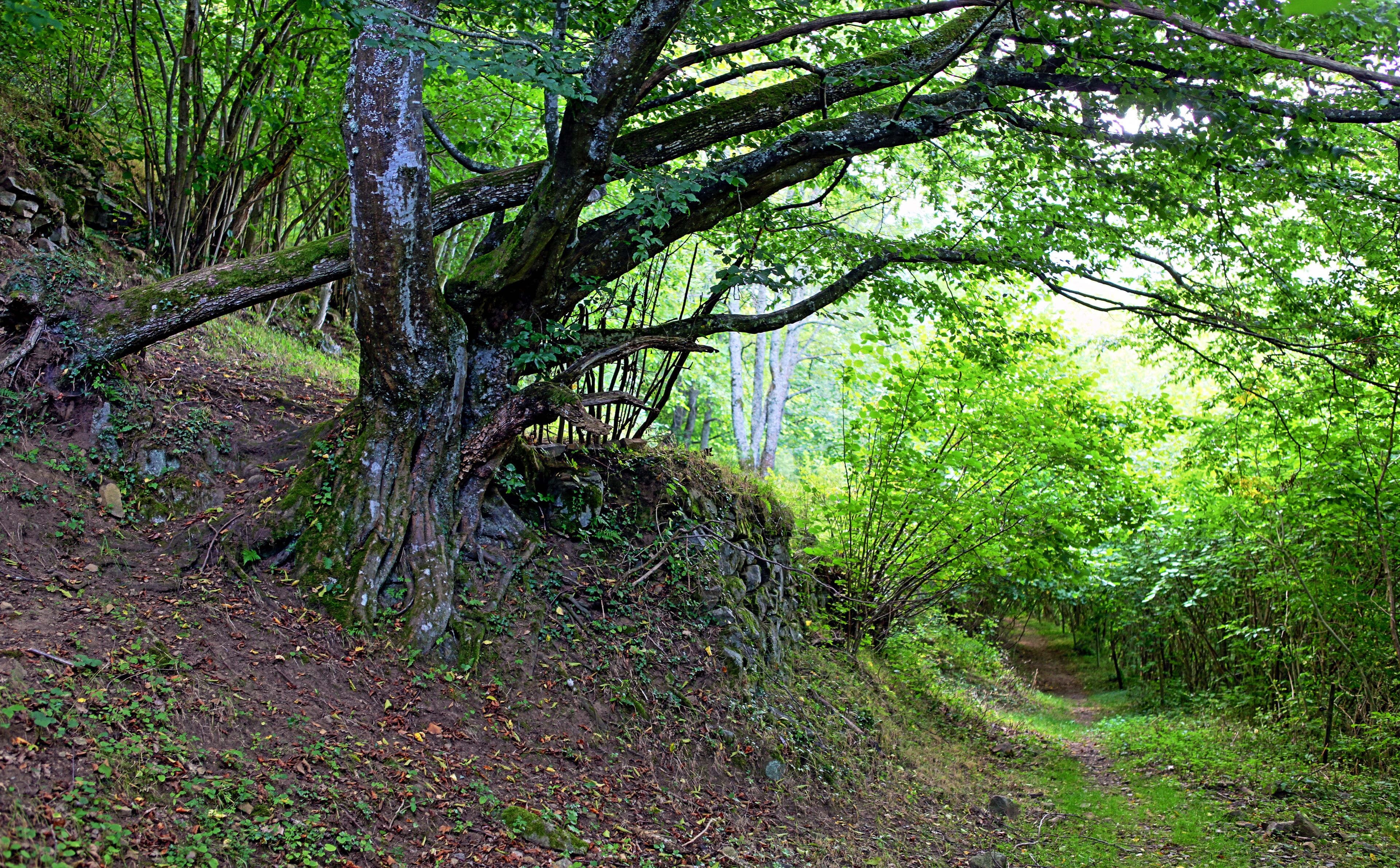 Anciens jardins en terasse