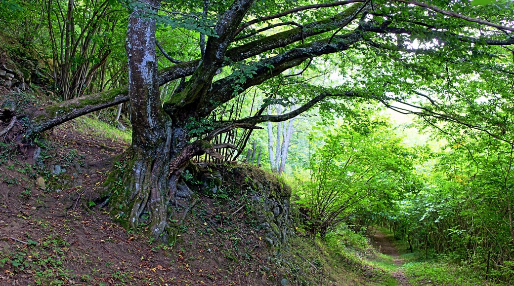 Anciens jardins en terasse