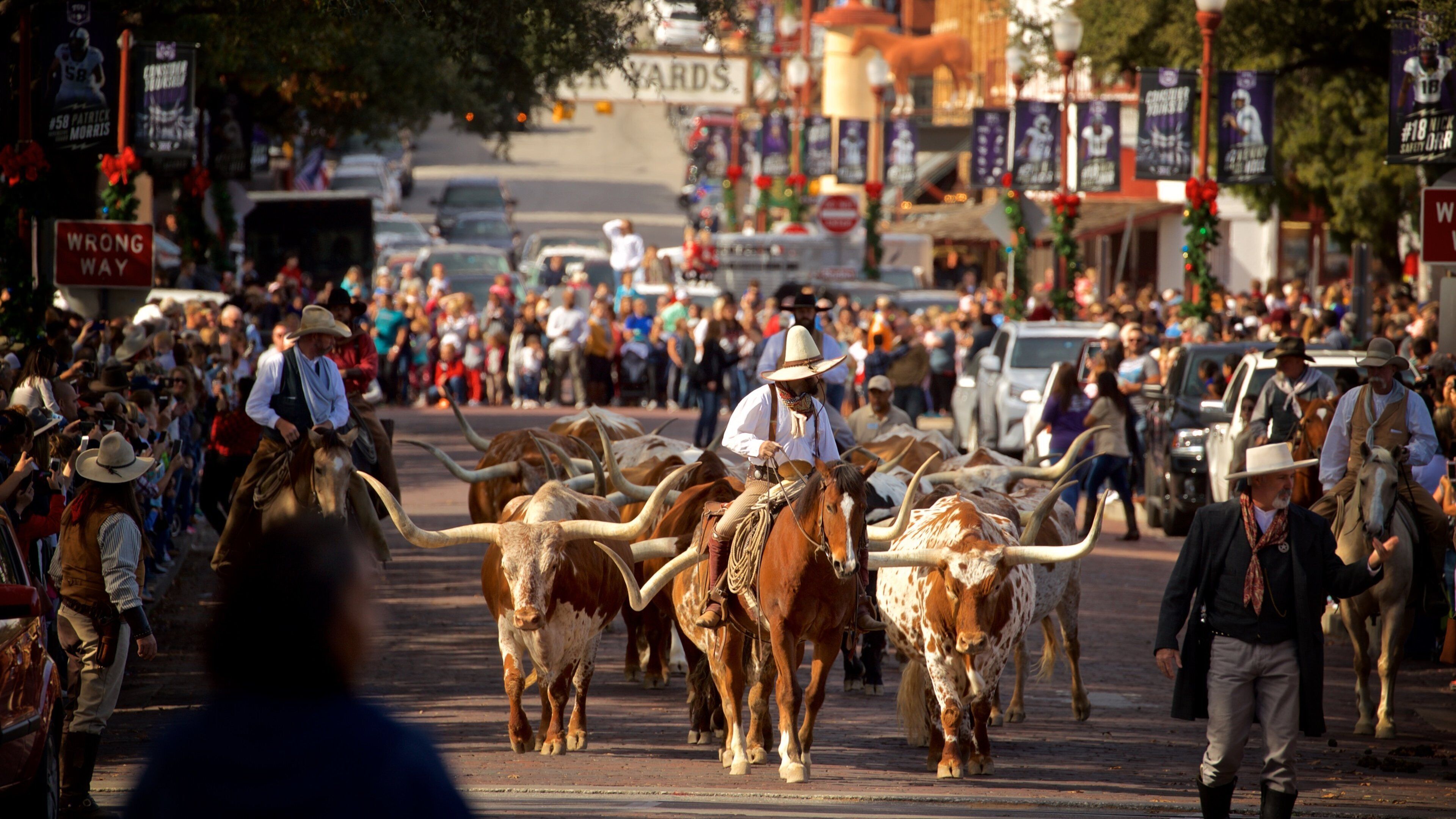 Fort Worth Stockyards which includes land animals, horse riding and a festival