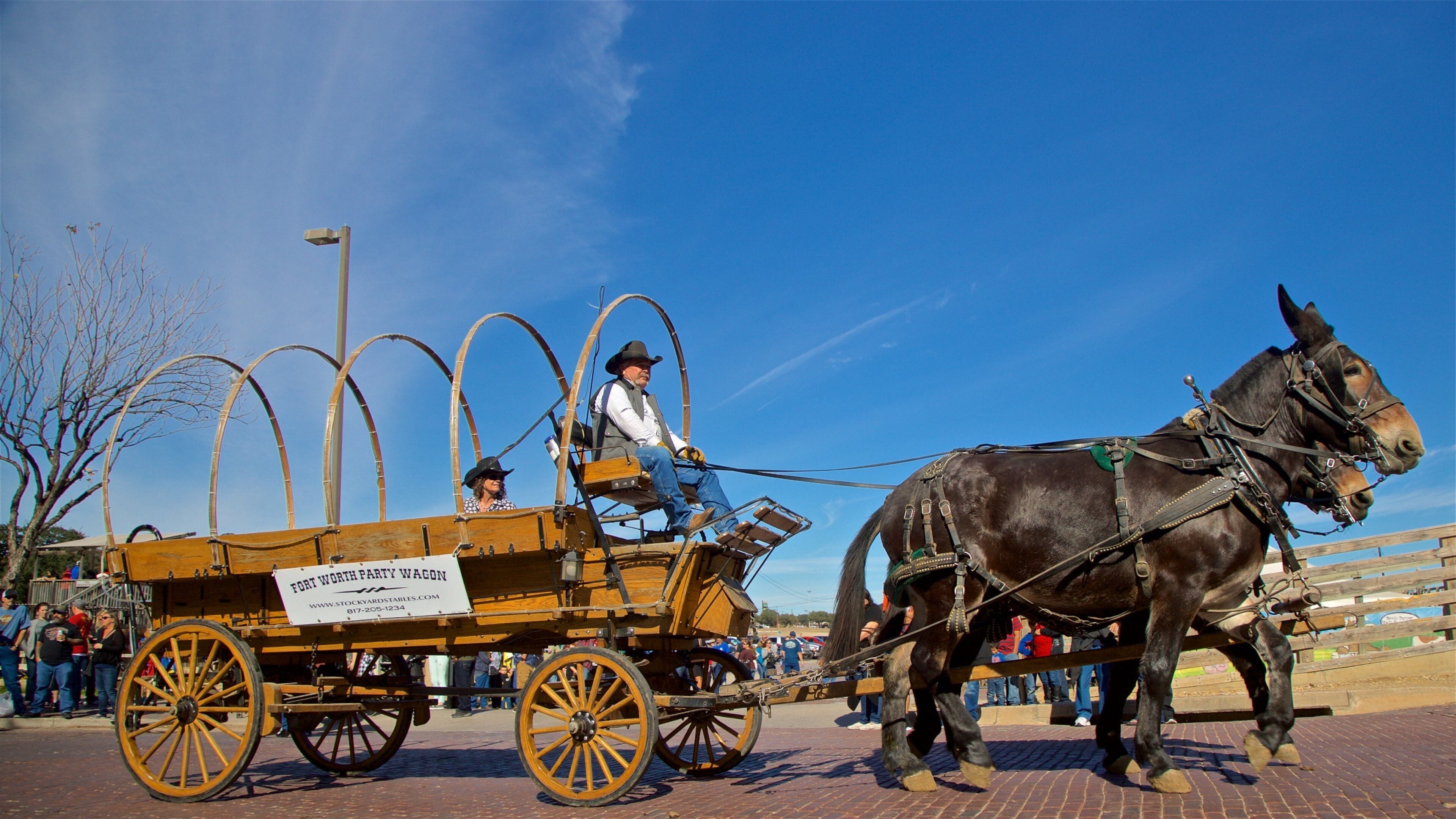 Fort Worth Stockyards which includes land animals and horseriding as well as an individual male