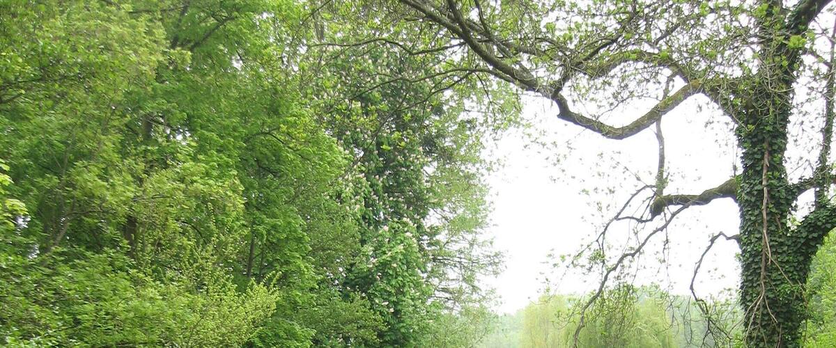 A calm river surrounded by lush greenery and trees.