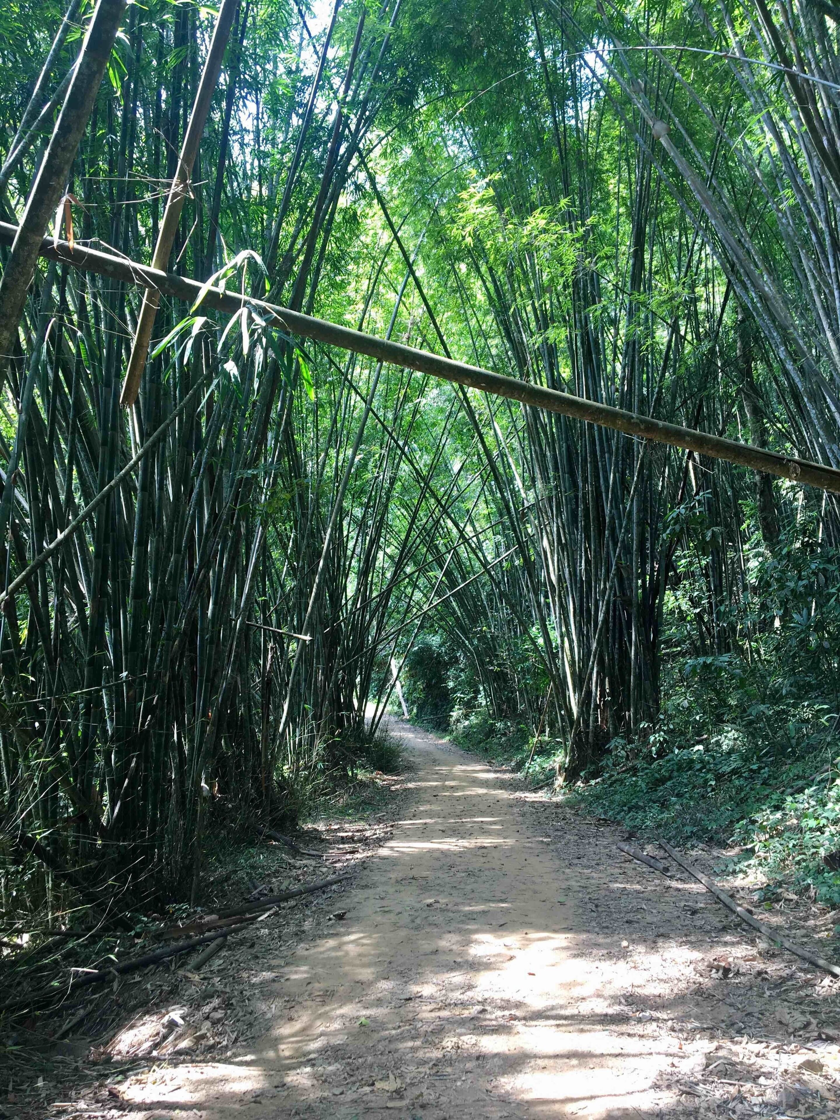 Bamboo path
Khao Sok National Park is in southern Thailand, covered by limestone mountains and evergreen rainforest.
#thailand #khaosoknationalpark #rainforest #bamboo #trekking #explore #discover #travel #backpacking