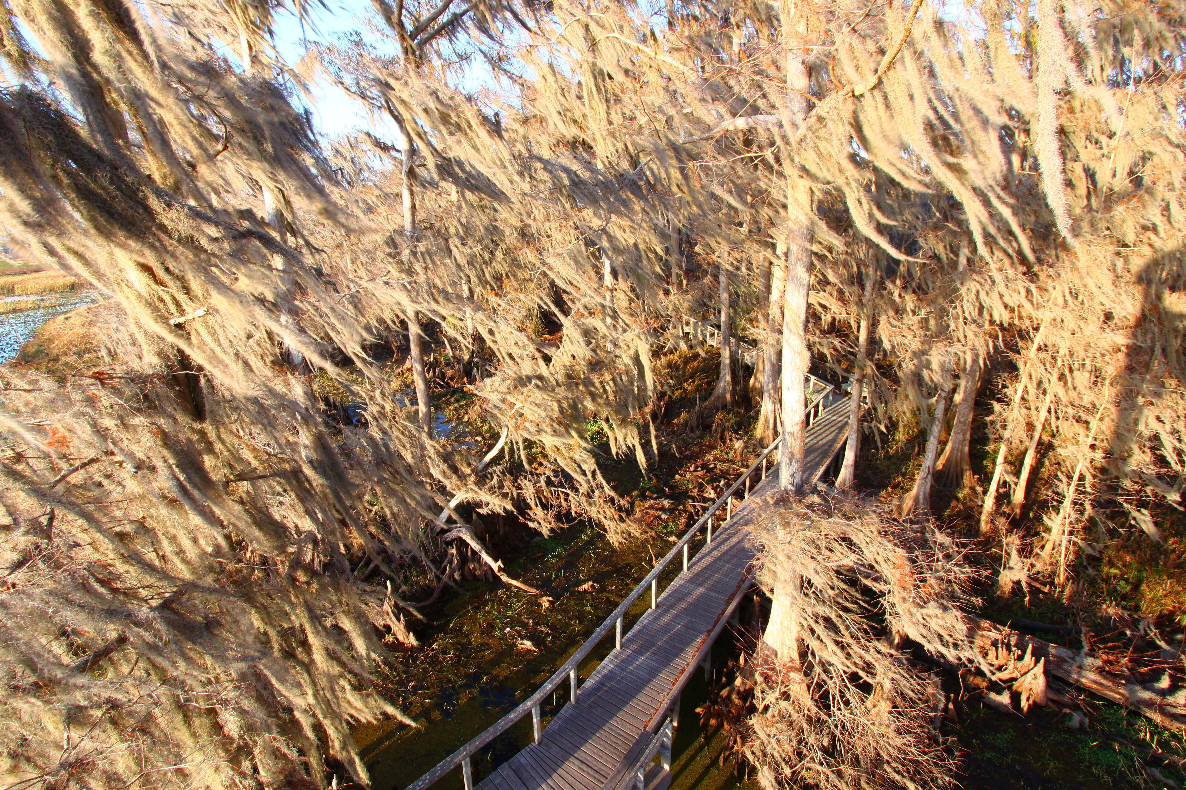 Spanish Moss sways in the breeze in central Florida