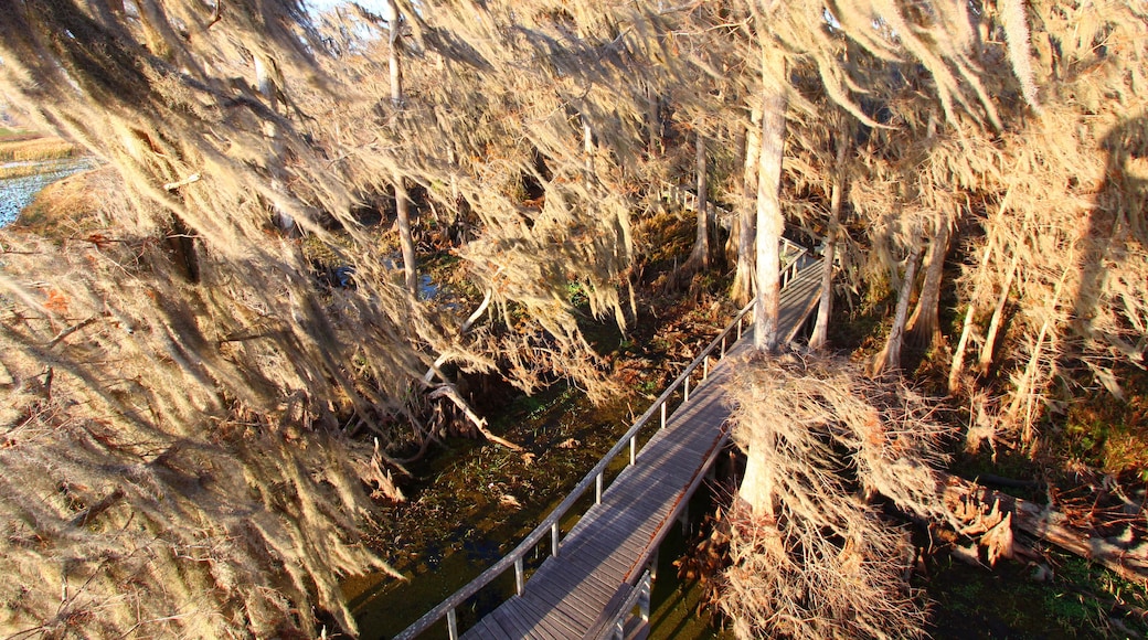 Spanish Moss sways in the breeze in central Florida