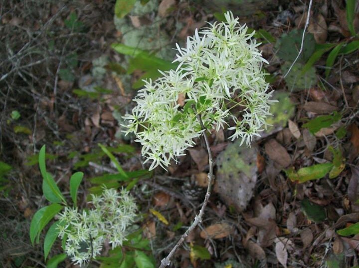 Wildflower Shrine Walk - Fringe tree in bloom during the Annual Fringe Tree Festival.