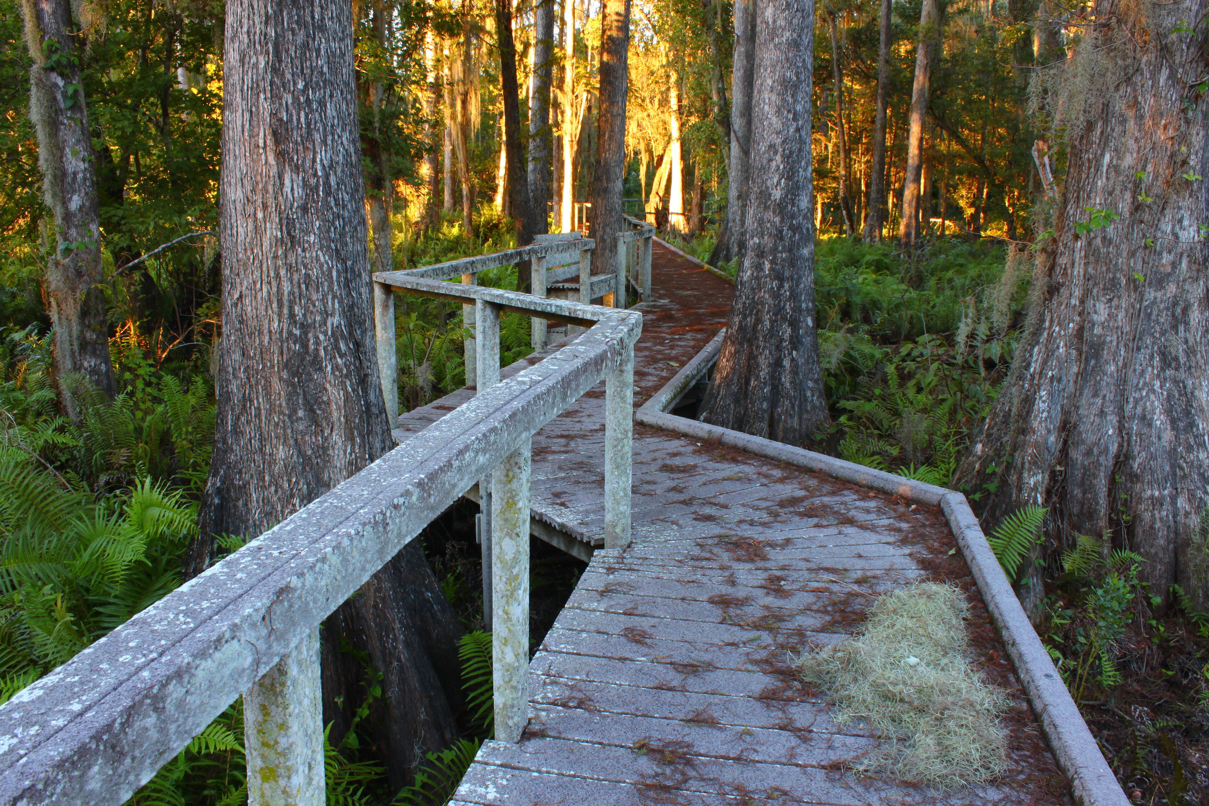 Swamp Boardwalk Scenery in Florida
