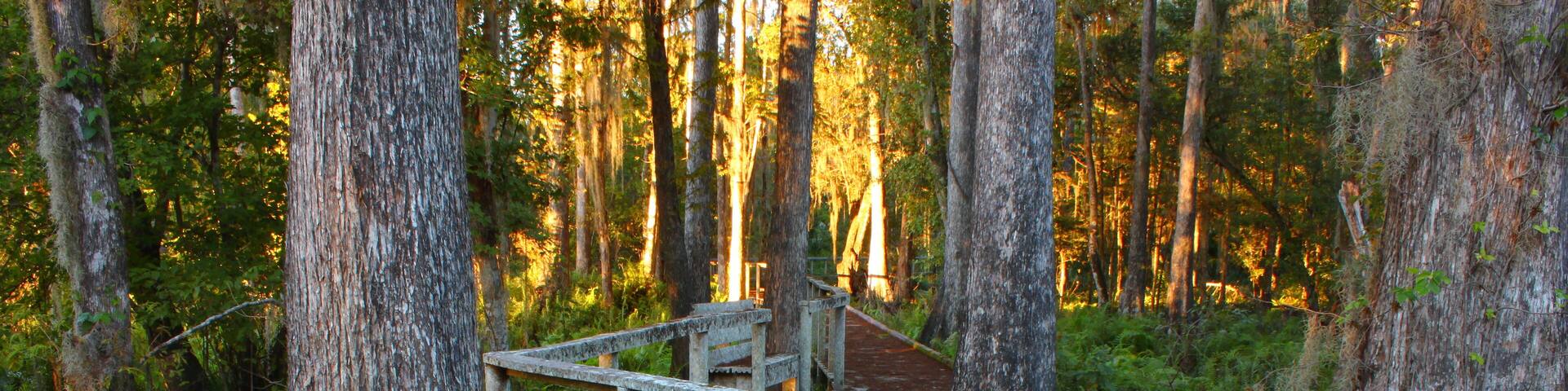 Swamp Boardwalk Scenery in Florida