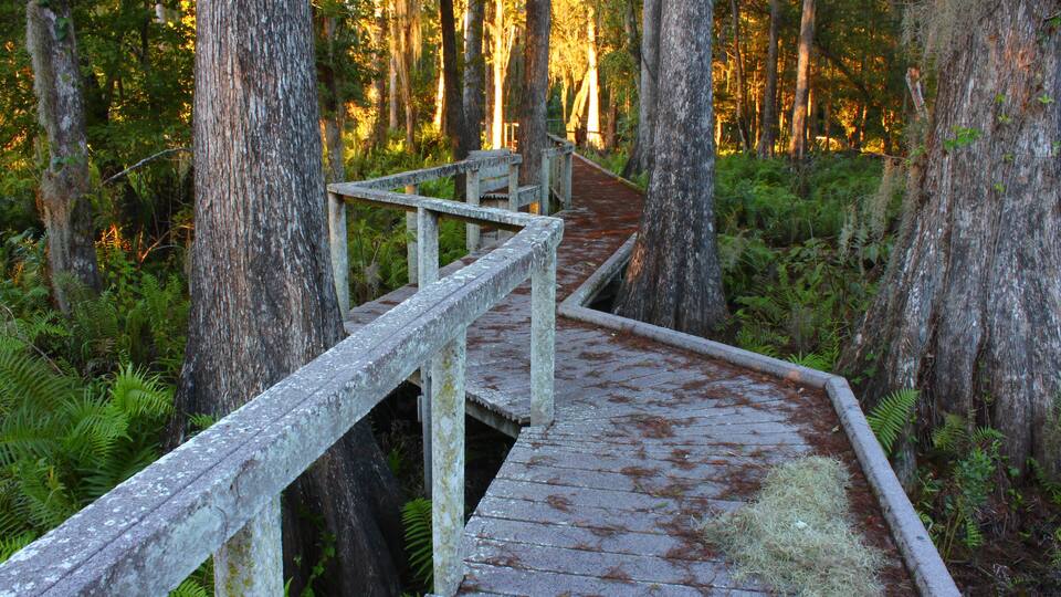 A wooden boardwalk through a forest with tall trees and ferns.
