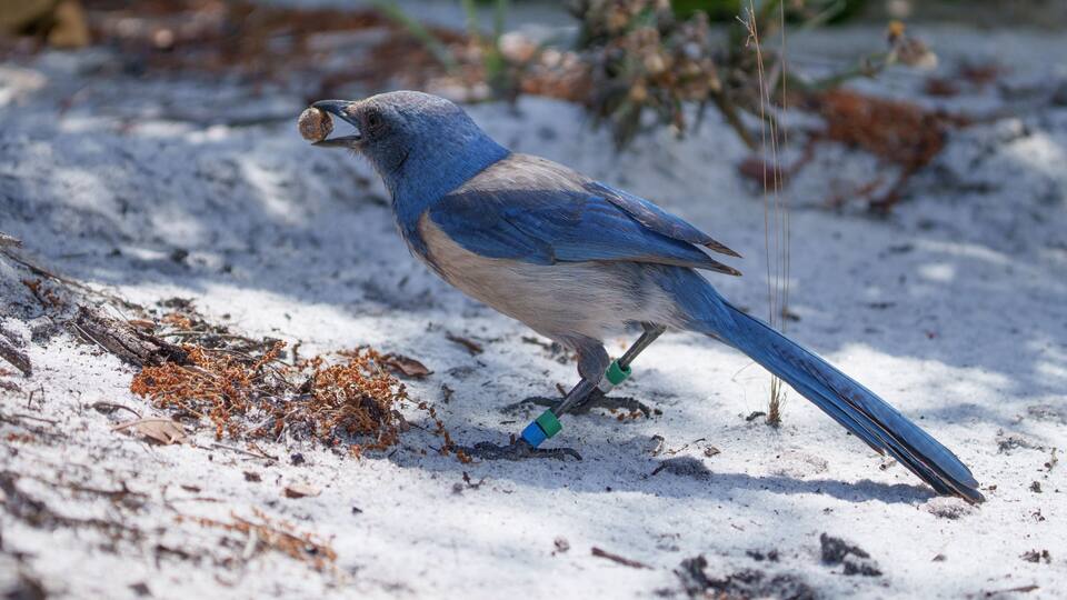 A bird with blue and white plumage on a sandy ground with sparse vegetation.