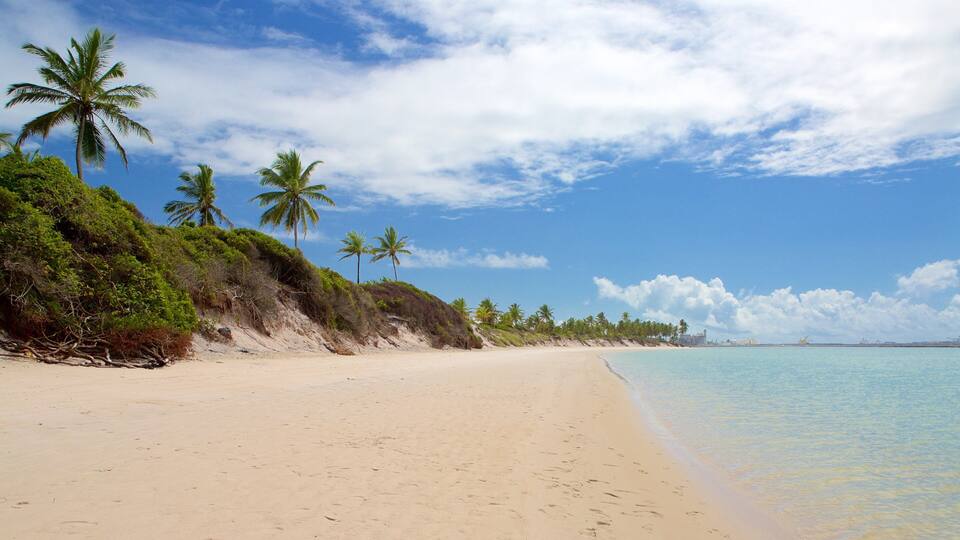 A sandy beach with palm trees and a clear blue sky.
