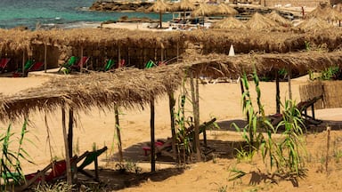 الجية