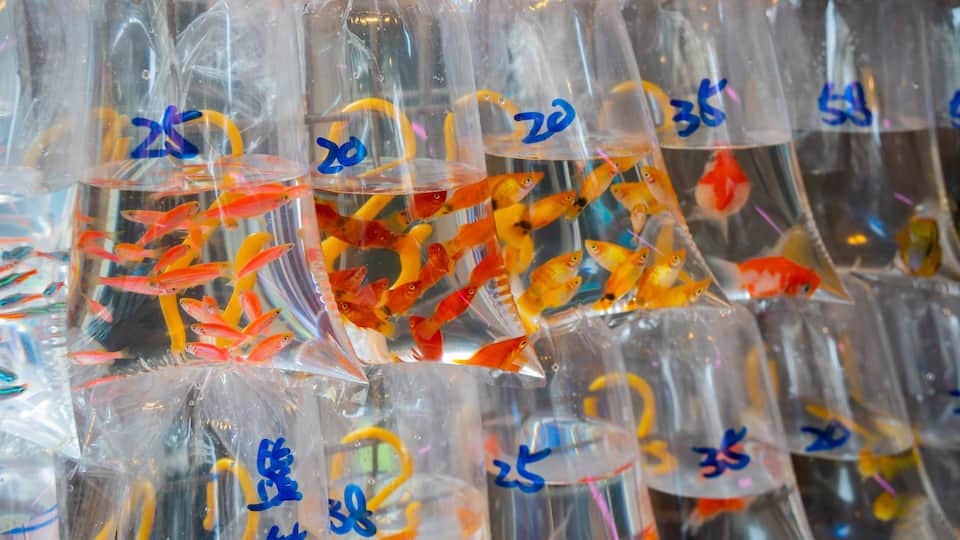 Goldfish Market showing marine life and markets