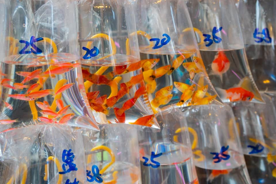 Vários recipientes de plástico transparente cheios de peixes coloridos, cada um identificado com um número.