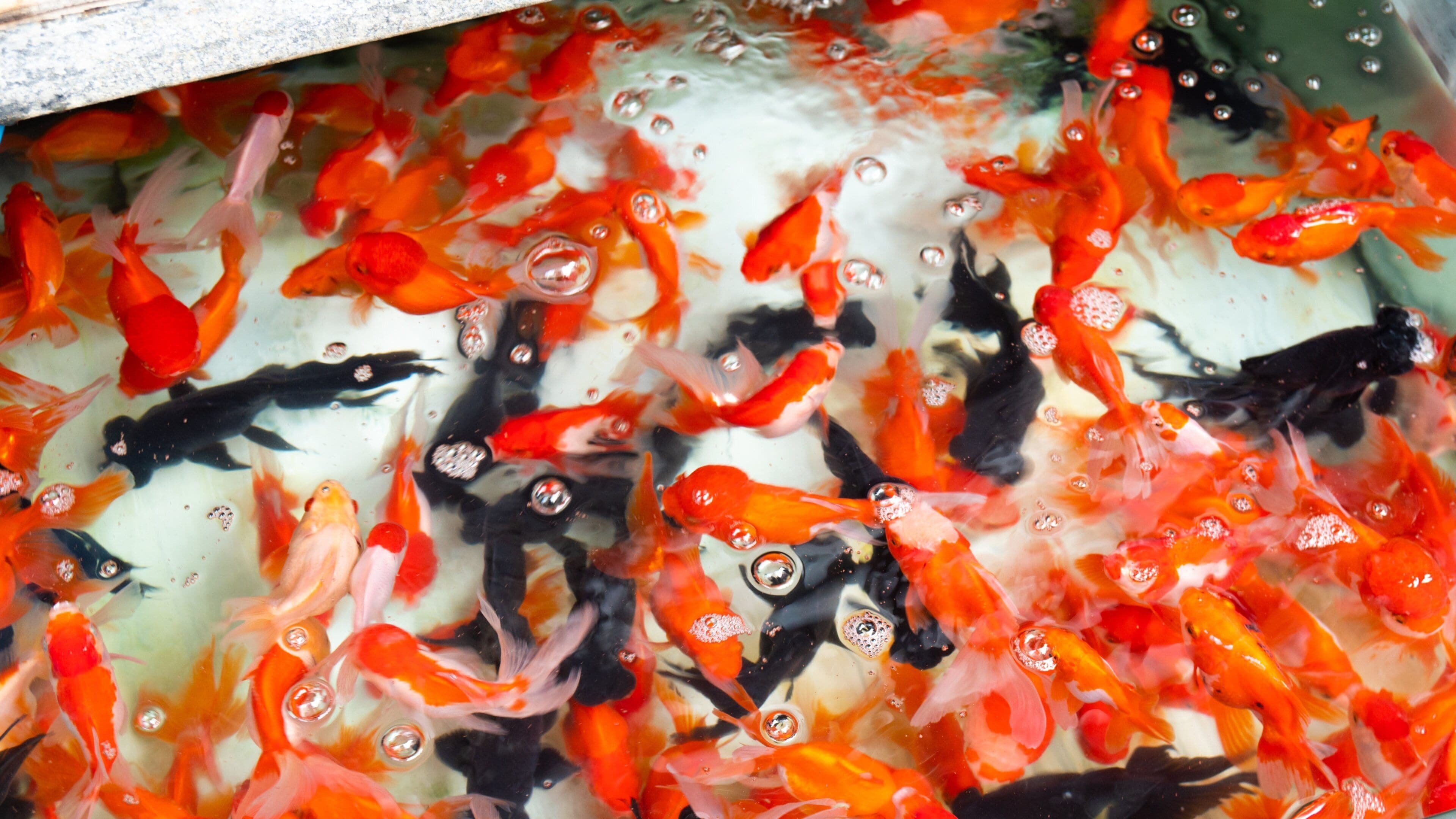 Goldfish Market showing marine life