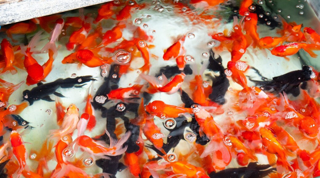 Goldfish Market showing marine life