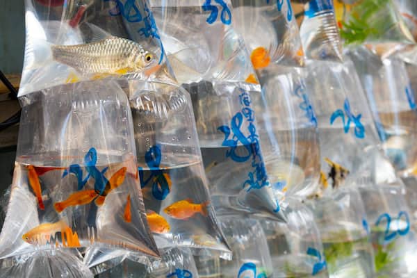 Multiple clear plastic containers with fish inside, some labeled with blue text.