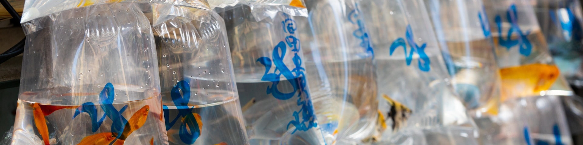 Goldfish Market showing markets and marine life