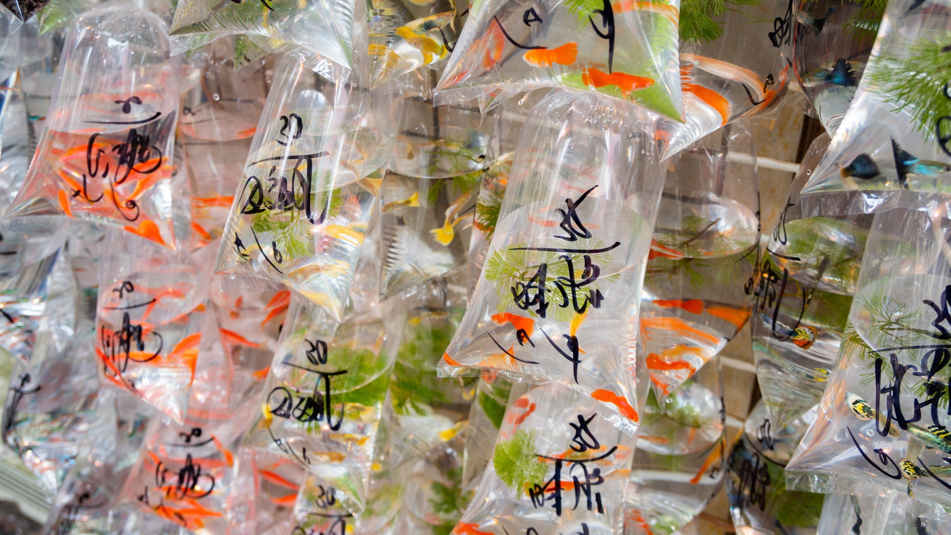 Goldfish Market which includes marine life and markets