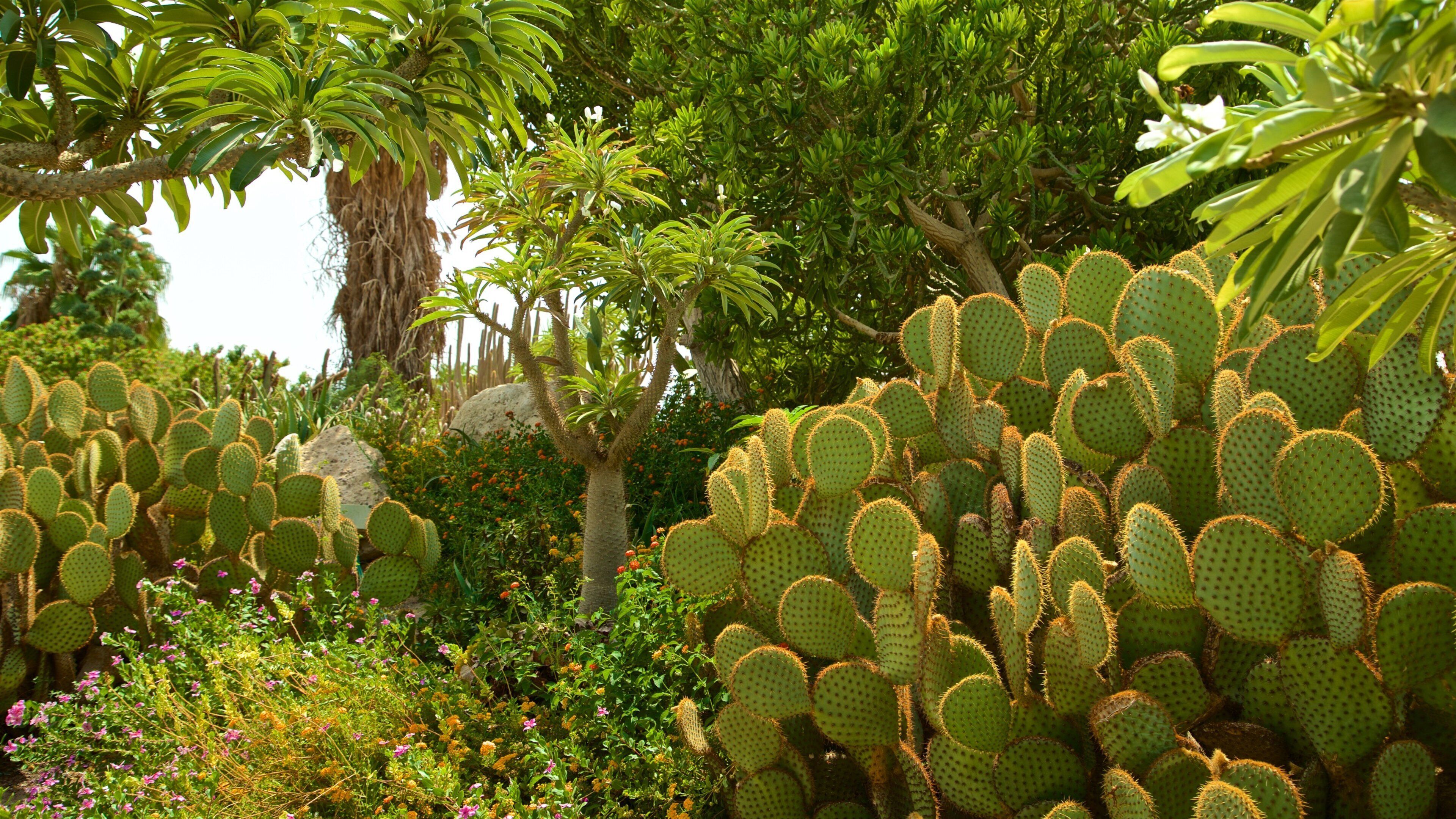 Ein Gedi Botanical Garden showing wildflowers and a garden