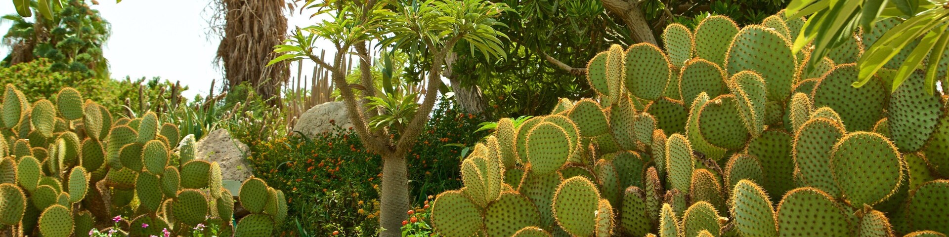 Ein Gedi Botanical Garden showing wildflowers and a garden