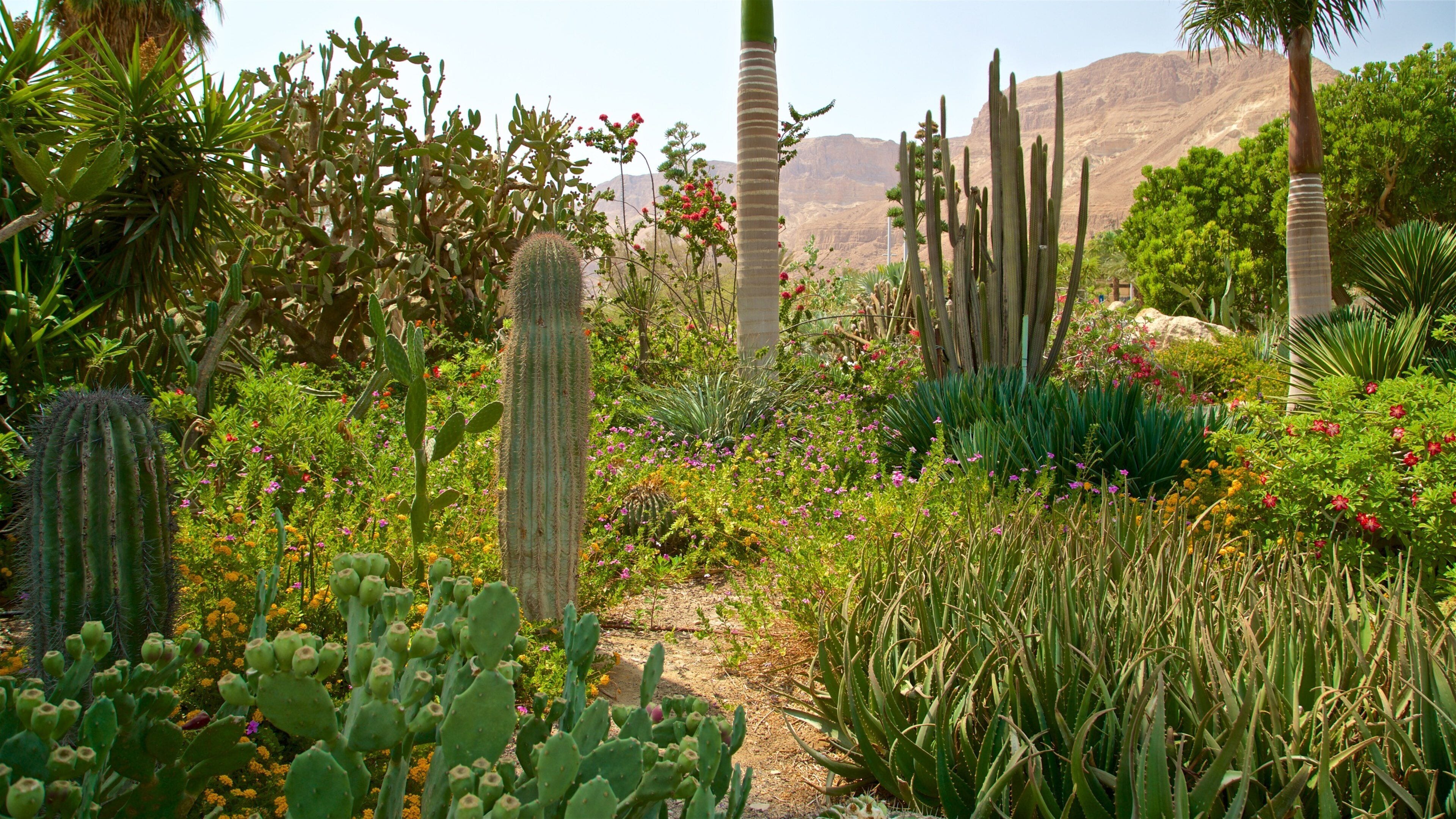 恩戈地植物園 呈现出 野花 和 公園