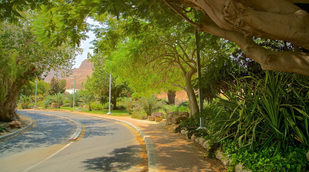 Ein Gedi Botanical Garden showing a garden