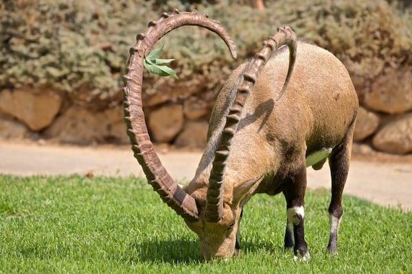 A giraffe with a unique curved horn grazing on grass.