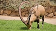 A giraffe with a unique curved horn grazing on grass.