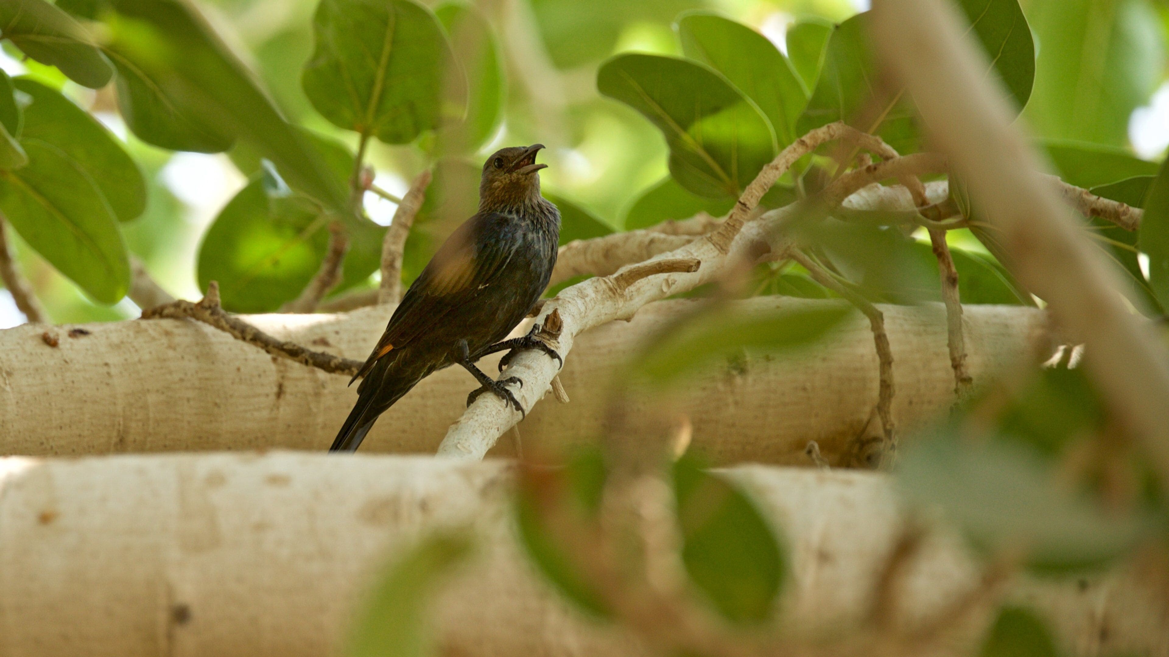 Jardín botánico Ein Gedi ofreciendo vida de las aves