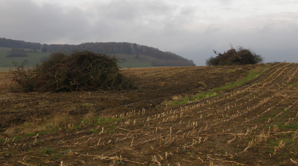 Réville-aux-Bois (Meuse). Arrachage d'une haie entre deux champs de maïs, après le retournement d'une prairie.