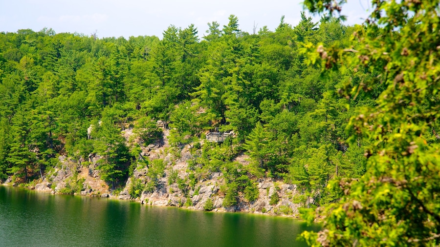 Gatineau Park showing forest scenes, a garden and a lake or waterhole