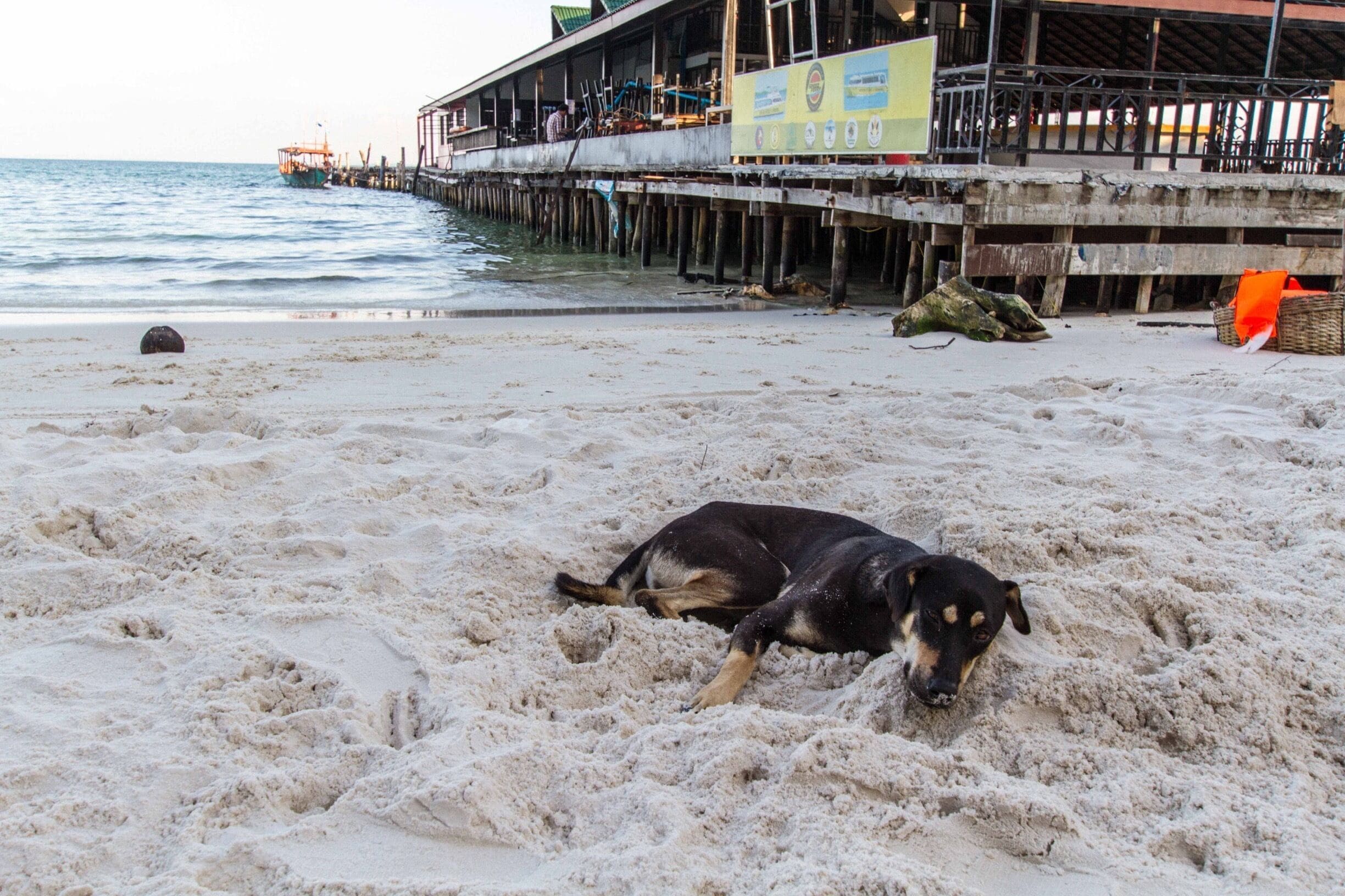 It’s a #dog’s life, on Koh Rong, #Cambodia 🇰🇭...
#BeachTips
#LifeAtExpedia
