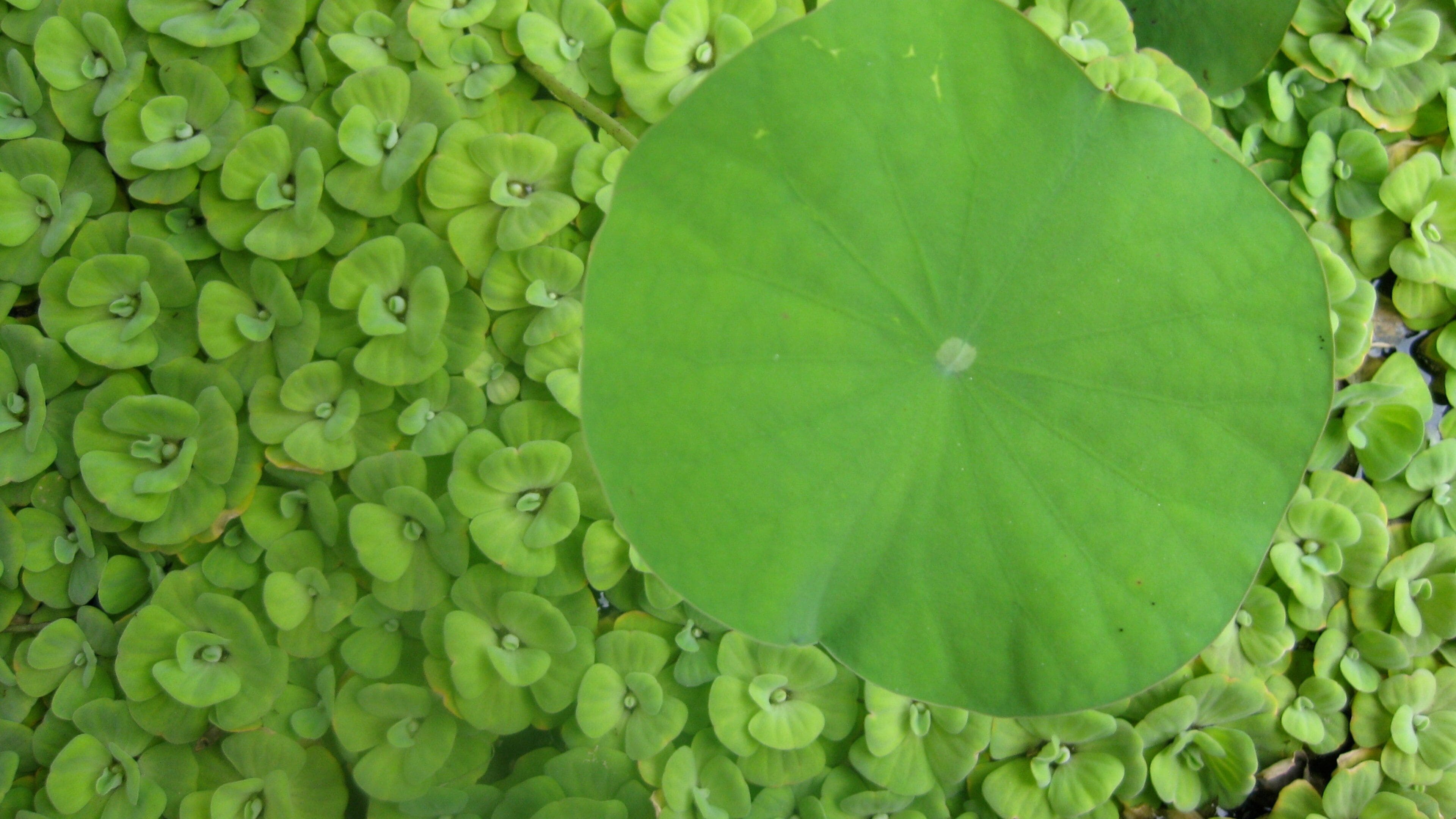 Bird's eye view of lush green vegetation surrounding a large lotus leaf in Phnom Penh, Cambodia