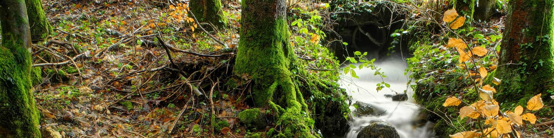 This file was uploaded with Commonist. Rigole à Granges-sur-Vologne. Photo réalisée avec le filtre ND8 intégré du Nikon Coolpix P7100 activé.