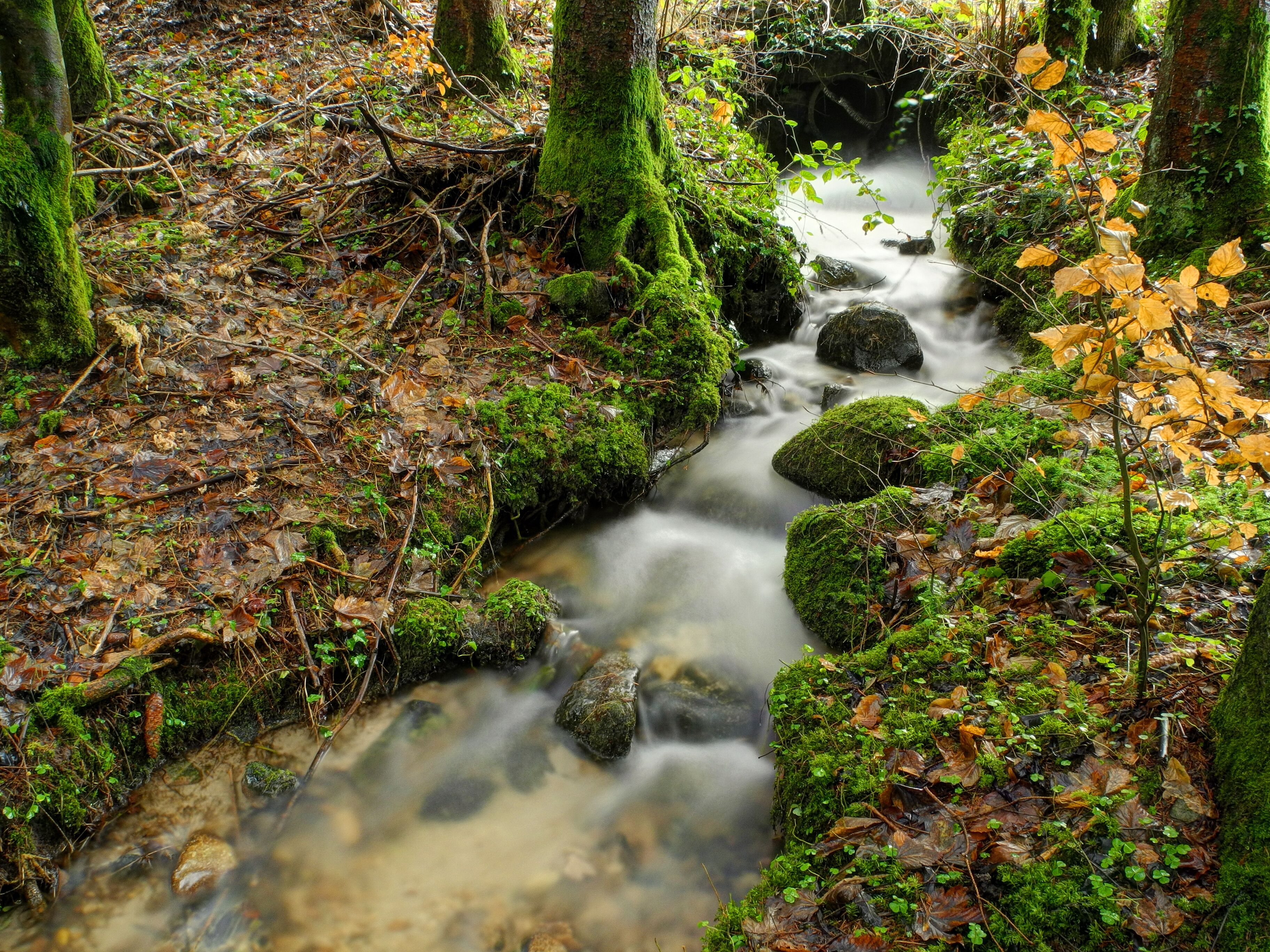 A forest stream with moss-covered rocks and fallen leaves.