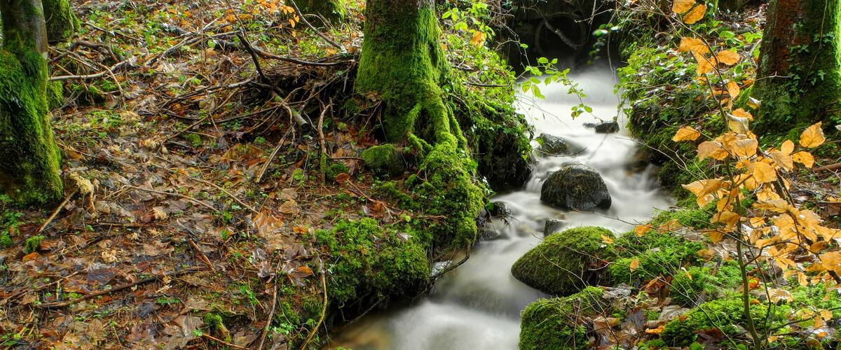 A forest stream with moss-covered rocks and fallen leaves.